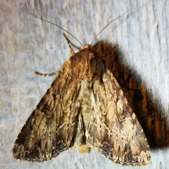 Apamea lignicolora