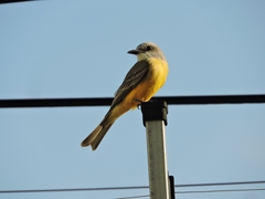 Tyrannus melancholicus