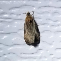 Olethreutes quadrifidum