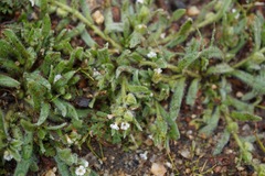 Plagiobothrys canescens