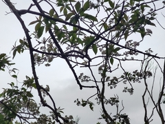 Ehretia longiflora