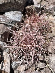 Homalocephala polycephala