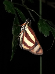 Propertius propertius