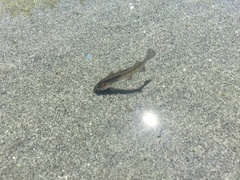 Pacific Tomcod photo 3