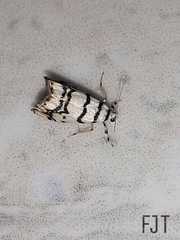 Lepidoptera