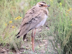 Rhinoptilus chalcopterus