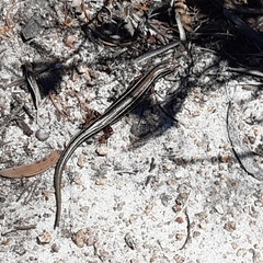 Ctenotus labillardieri