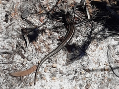 Ctenotus labillardieri