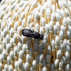 Hylaeus alcyoneus
