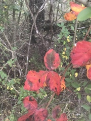 Rhus aromatica aromatica