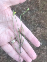Hypericum drummondii