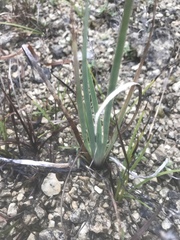 Sisyrinchium albidum