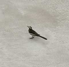 Motacilla maderaspatensis