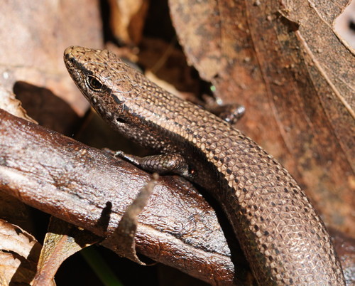 Southern Forest Coolskink