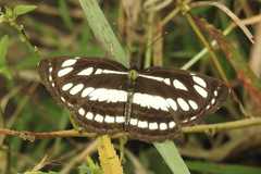 Neptis hylas