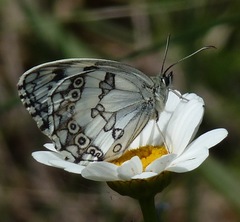 Melanargia