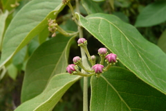 Malpighia mexicana
