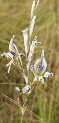 Gladiolus permeabilis