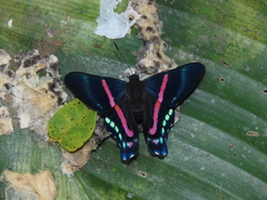 Ancyluris jurgensenii