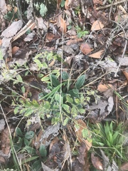 Lithospermum tuberosum