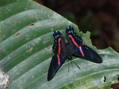 Ancyluris jurgensenii