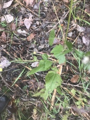 Fleischmannia incarnata