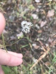 Fleischmannia incarnata
