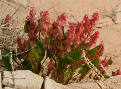 Rumex cyprius