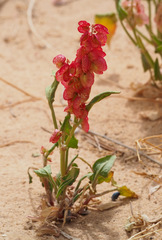 Rumex cyprius