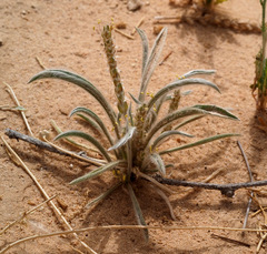 Plantago cylindrica