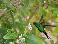 Cynanthus forficatus