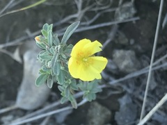 Crocanthemum glomeratum