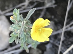 Crocanthemum glomeratum