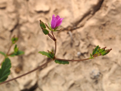 Erodium glaucophyllum