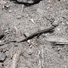 Ctenotus labillardieri