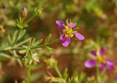 Fagonia mollis