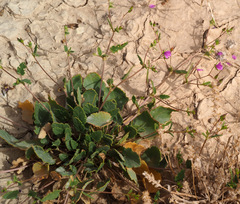 Erodium glaucophyllum