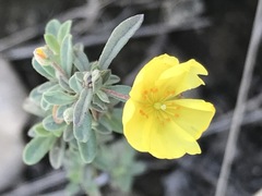 Crocanthemum glomeratum