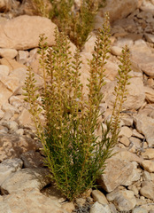Reseda stenostachya