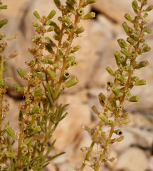 Reseda stenostachya