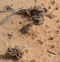 Anastatica hierochuntica