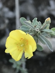 Crocanthemum glomeratum
