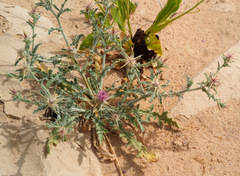 Centaurea pallescens