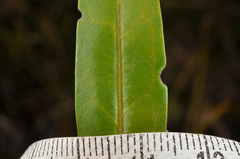Veronica ligustrifolia