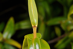 Veronica ligustrifolia