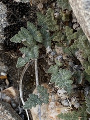 Myriopteris parryi image