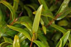 Veronica ligustrifolia