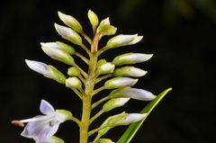 Veronica ligustrifolia