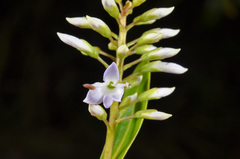 Veronica ligustrifolia