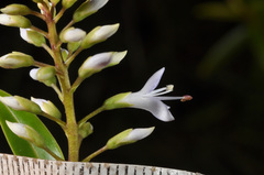 Veronica ligustrifolia